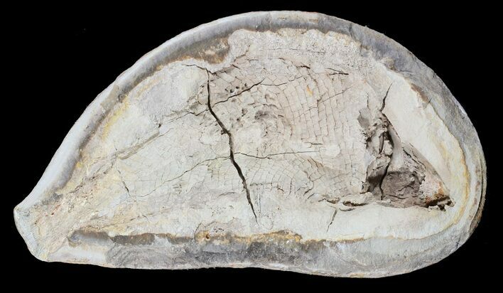 Triassic Fossil Fish In Nodule - Madagascar #53759